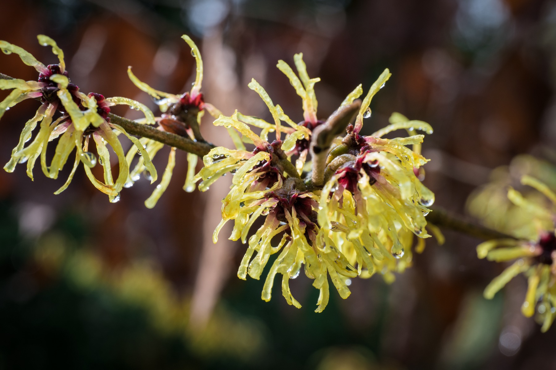 Agua floral de hamamelis  