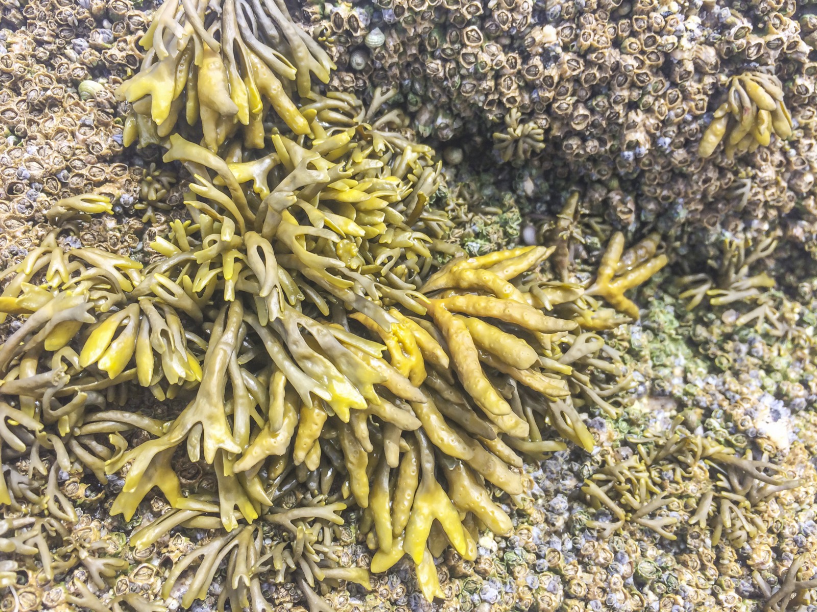  Alga Pelvetia Canaliculata 